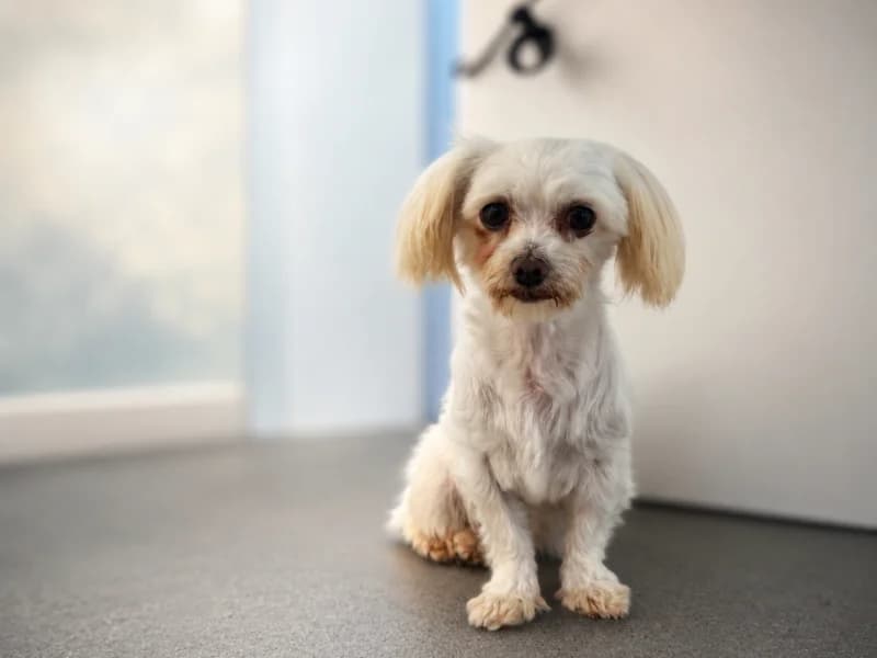 Tuti, 6yo Mixed Breed for adoption at Fundacja Azylu pod Psim Aniolem, Warszawa