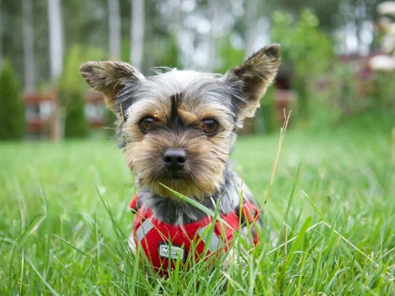 Tycia, 4yo Mixed Breed for adoption at Fundacja Azylu pod Psim Aniolem, Warszawa
