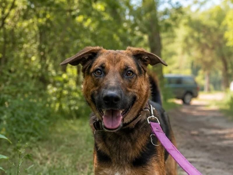 Vilda, puppy Mixed Breed for adoption at Fundacja Azylu pod Psim Aniolem, Warszawa