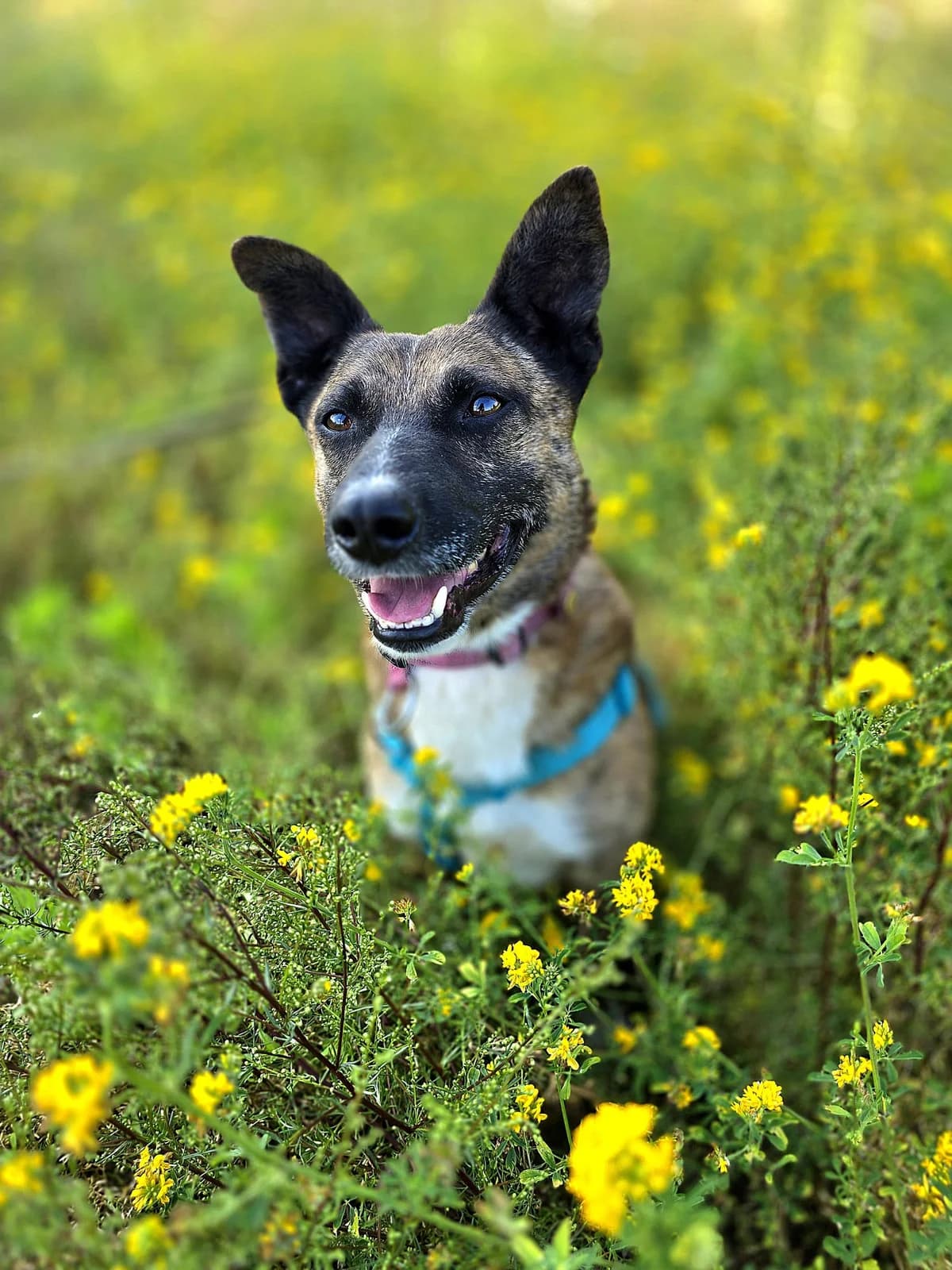 MIODEK, male 3yo Mixed Breed for adoption at Stalowowolskie Stowarzyszenie Opieki nad Zwierzętami