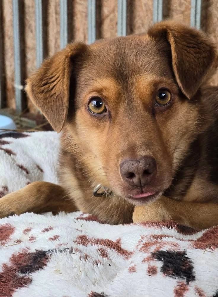 SORO, male 5yo Mixed Breed for adoption at Stalowowolskie Stowarzyszenie Opieki nad Zwierzętami