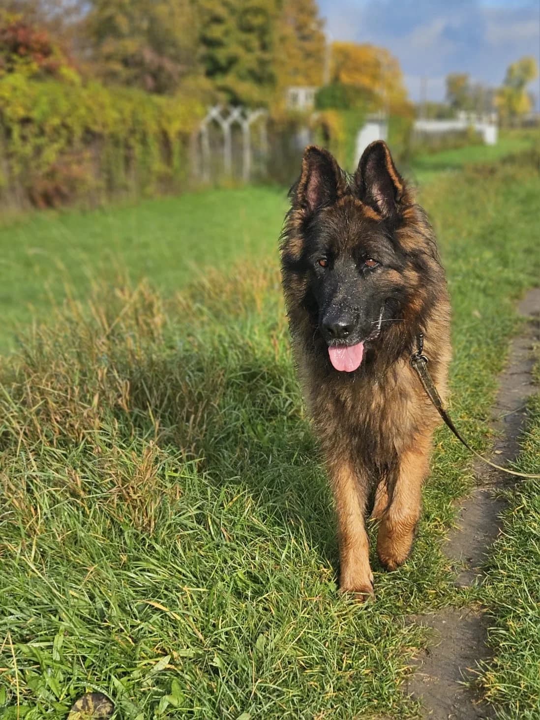 PEDRO, male 4yo Mixed Breed for adoption at Stalowowolskie Stowarzyszenie Opieki nad Zwierzętami