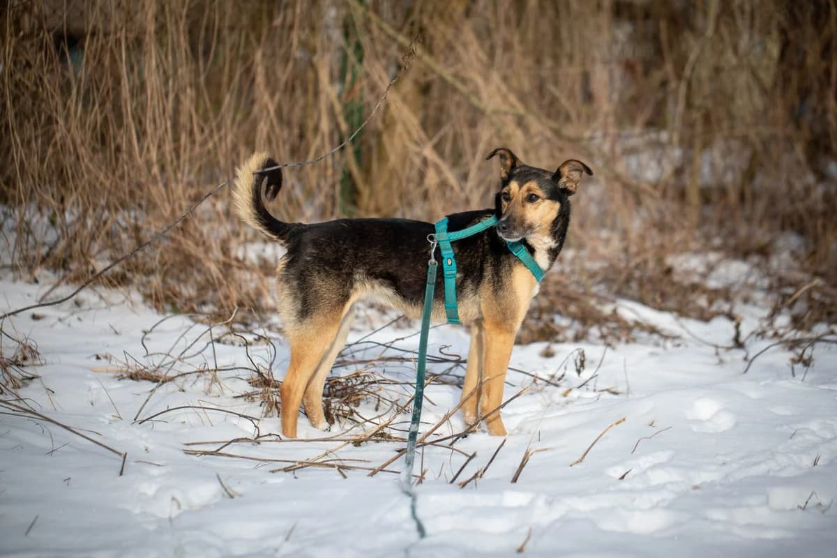 AURA, female 5yo Mixed Breed for adoption at Stalowowolskie Stowarzyszenie Opieki nad Zwierzętami