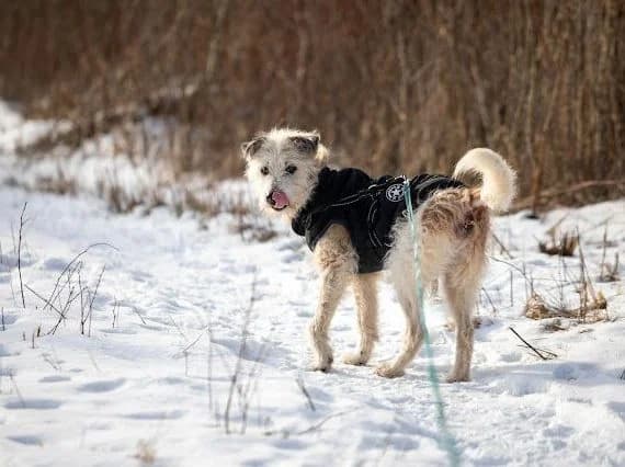 BERCIK, male senior Mixed Breed for adoption at Stalowowolskie Stowarzyszenie Opieki nad Zwierzętami
