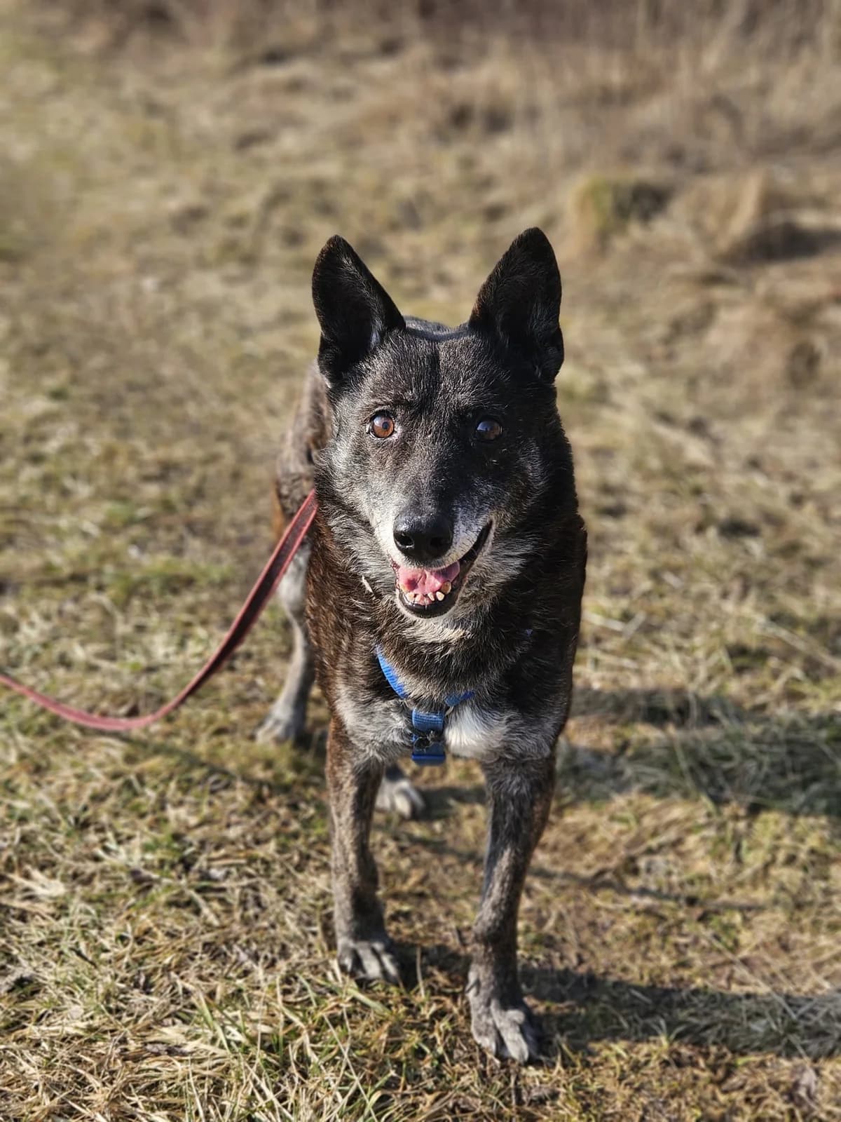 SAJMON, male senior Mixed Breed for adoption at Stalowowolskie Stowarzyszenie Opieki nad Zwierzętami