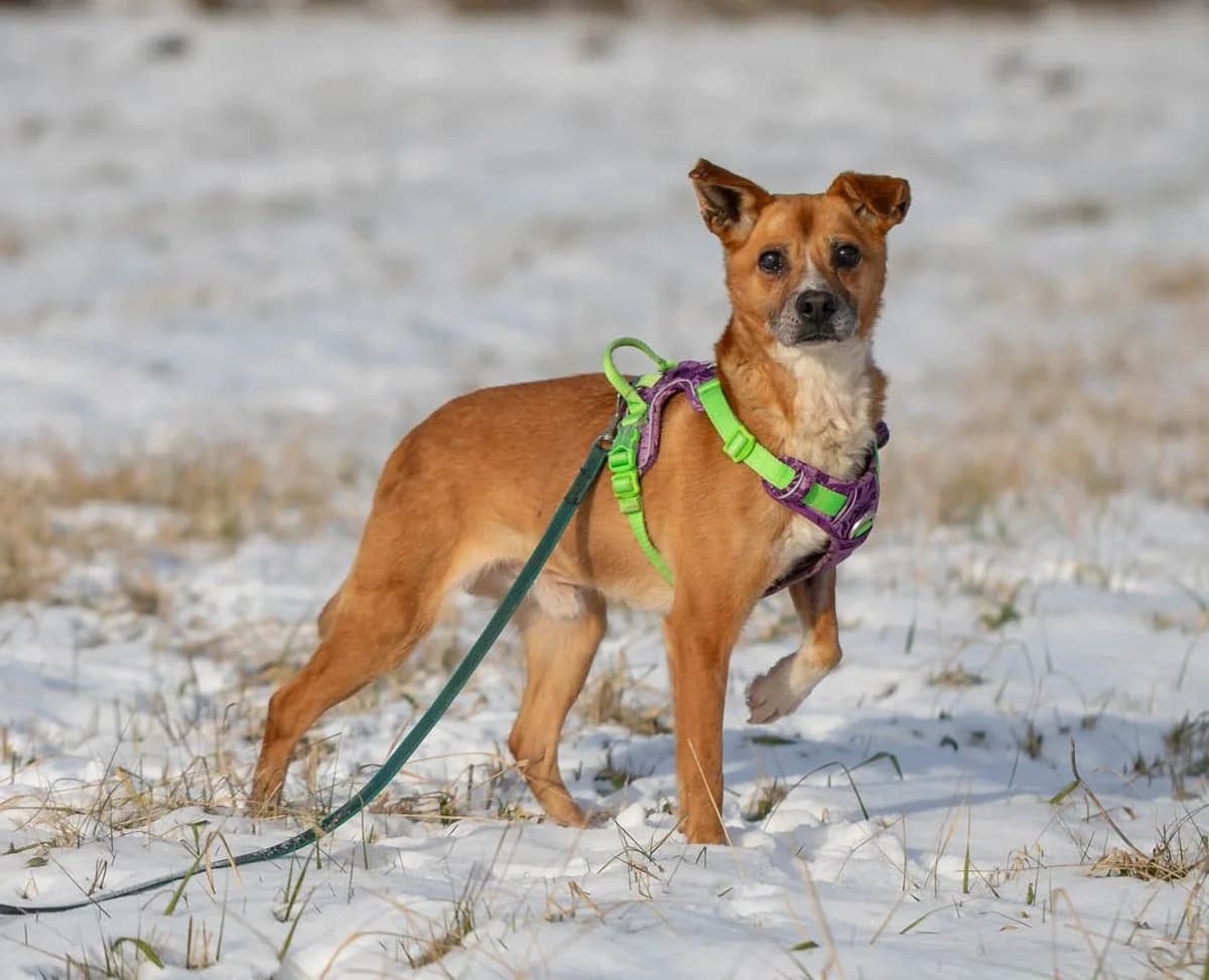 STEFAN, male senior Mixed Breed for adoption at Stalowowolskie Stowarzyszenie Opieki nad Zwierzętami