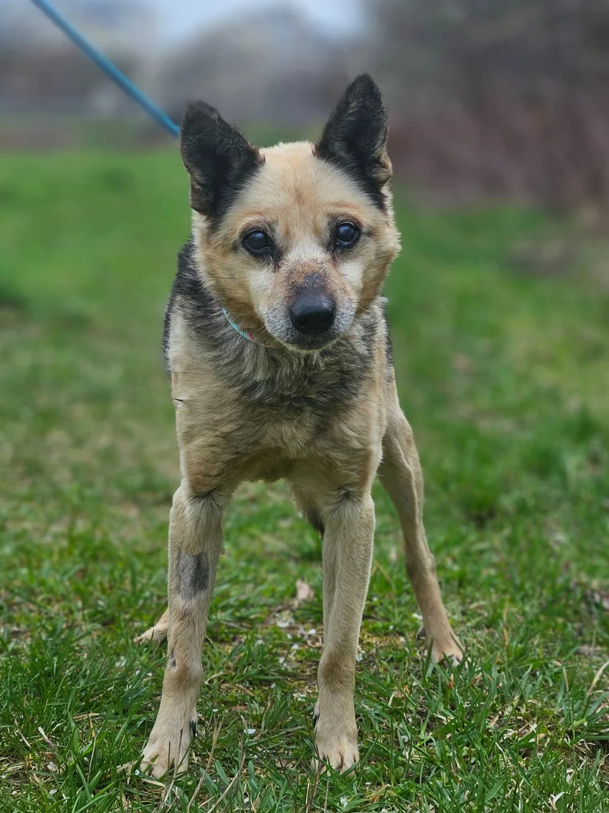 BRONEK, male senior Mixed Breed for adoption at Stalowowolskie Stowarzyszenie Opieki nad Zwierzętami