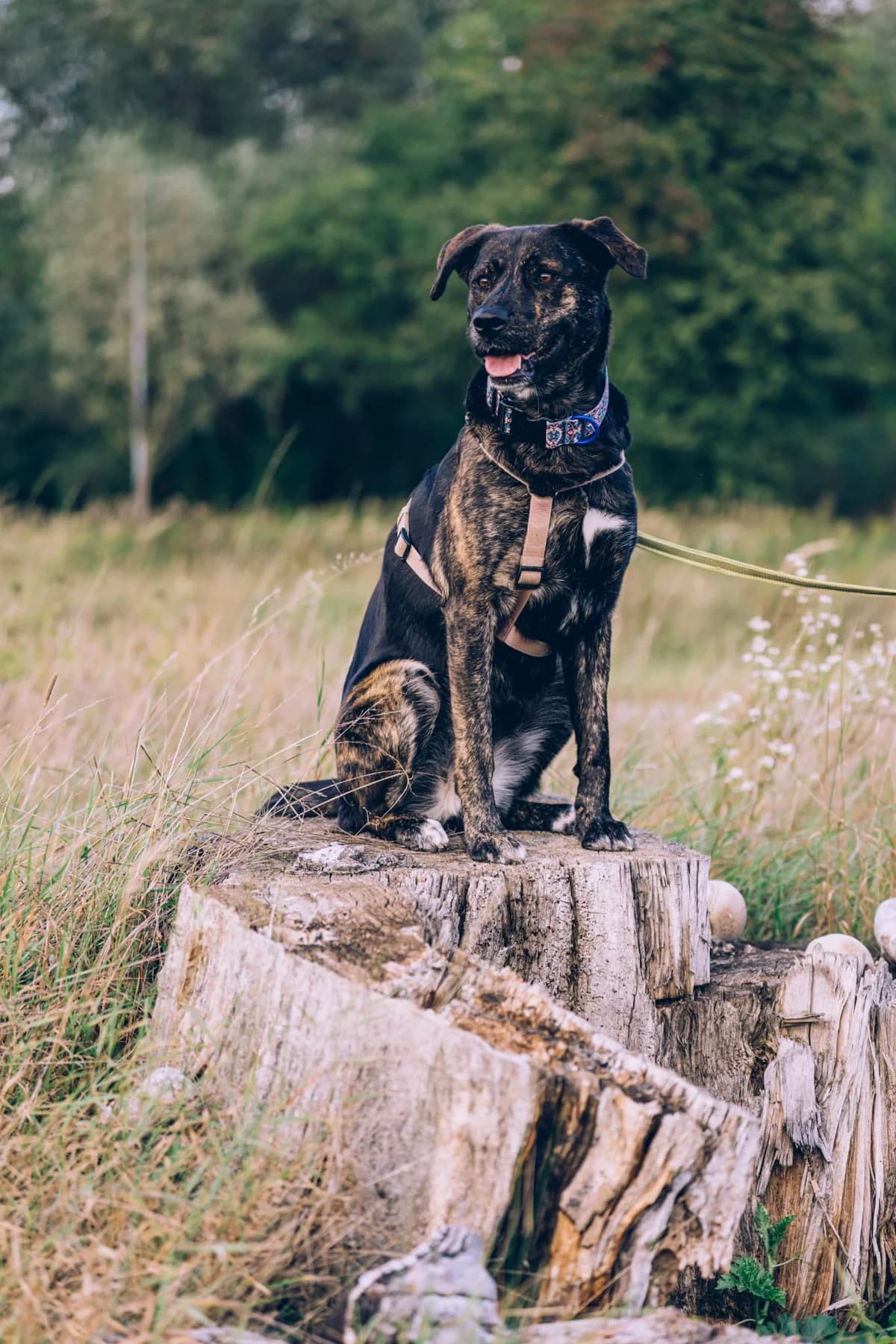 ZENA, female 4yo Mixed Breed for adoption at Stalowowolskie Stowarzyszenie Opieki nad Zwierzętami