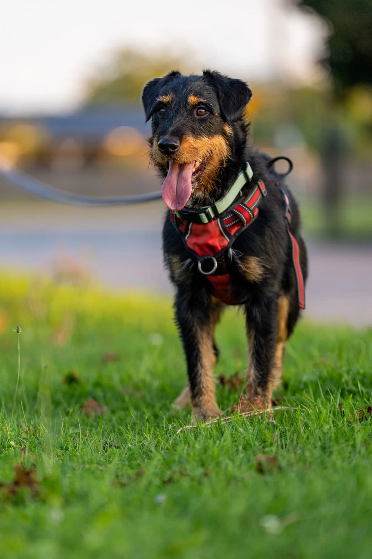 TAJFUN, male young Mixed Breed for adoption at Stalowowolskie Stowarzyszenie Opieki nad Zwierzętami