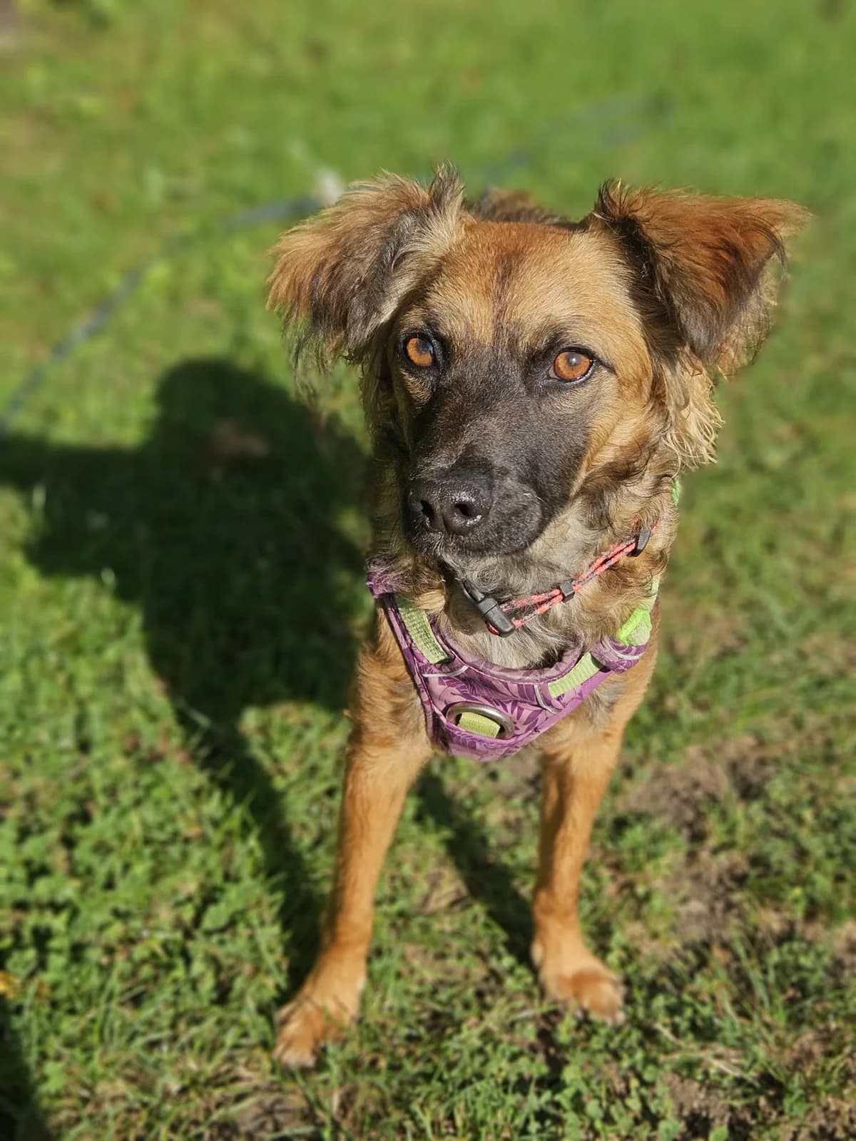 TERESKA, female young Mixed Breed for adoption at Stalowowolskie Stowarzyszenie Opieki nad Zwierzętami