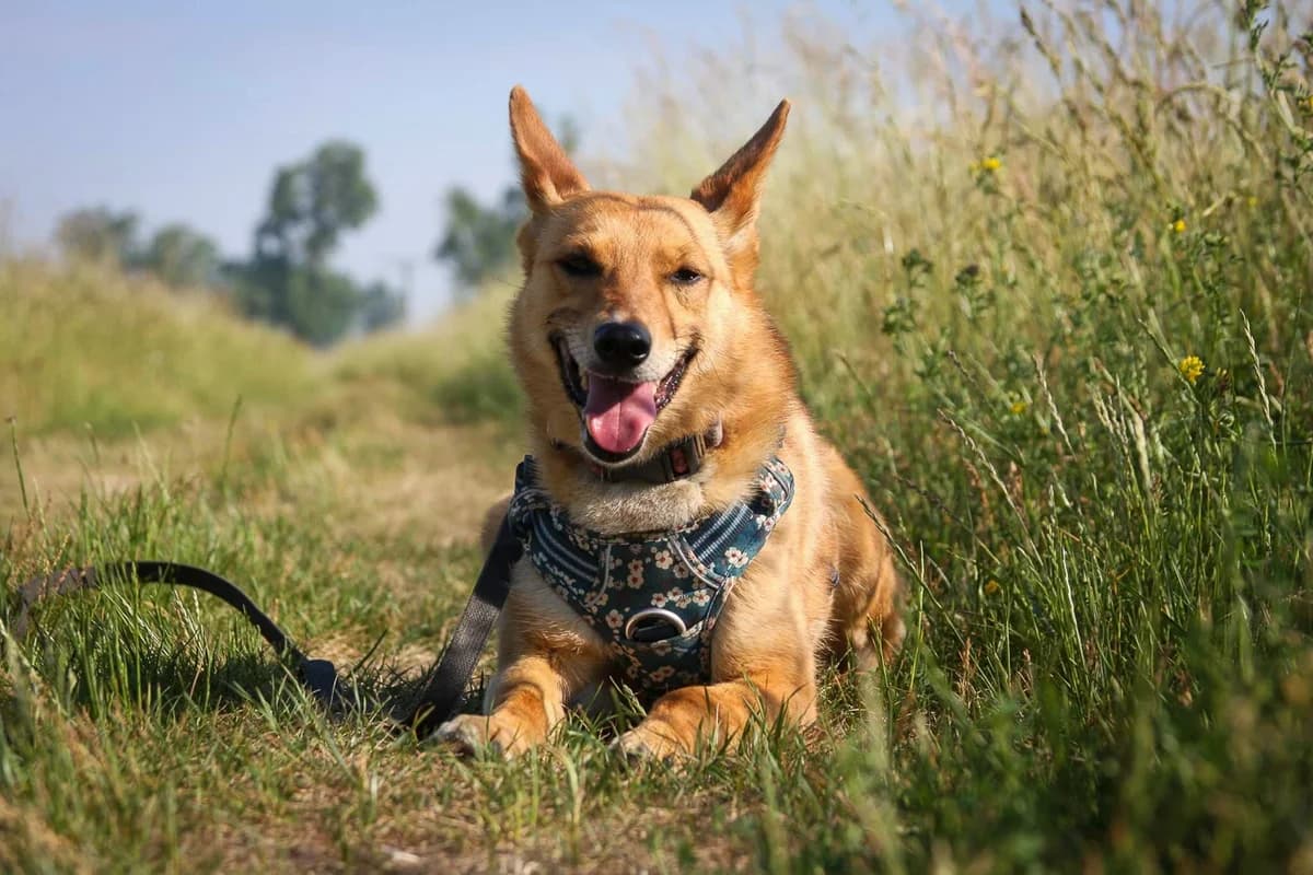 FOXI, female senior Mixed Breed for adoption at Stalowowolskie Stowarzyszenie Opieki nad Zwierzętami