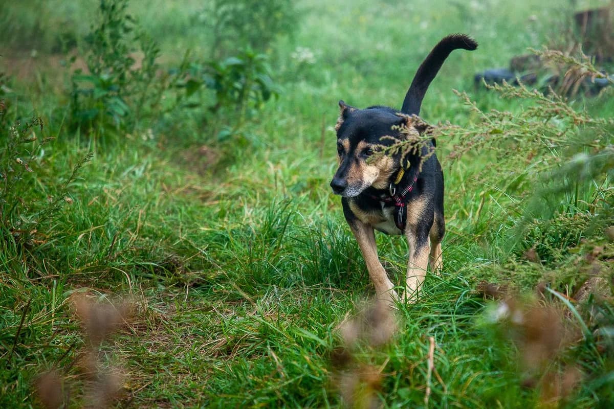 ROGER, male senior Mixed Breed for adoption at Stalowowolskie Stowarzyszenie Opieki nad Zwierzętami
