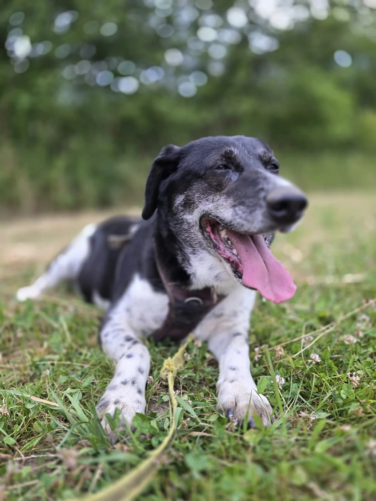 OREO, male senior Mixed Breed for adoption at Stalowowolskie Stowarzyszenie Opieki nad Zwierzętami