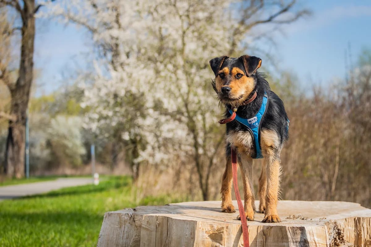 PIORUN, male 6yo Mixed Breed for adoption at Stalowowolskie Stowarzyszenie Opieki nad Zwierzętami