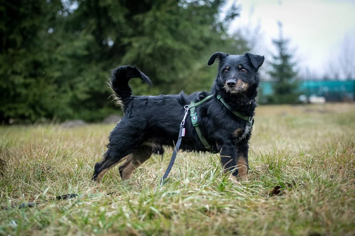 EDZIO, male 7yo Mixed Breed for adoption at Stalowowolskie Stowarzyszenie Opieki nad Zwierzętami