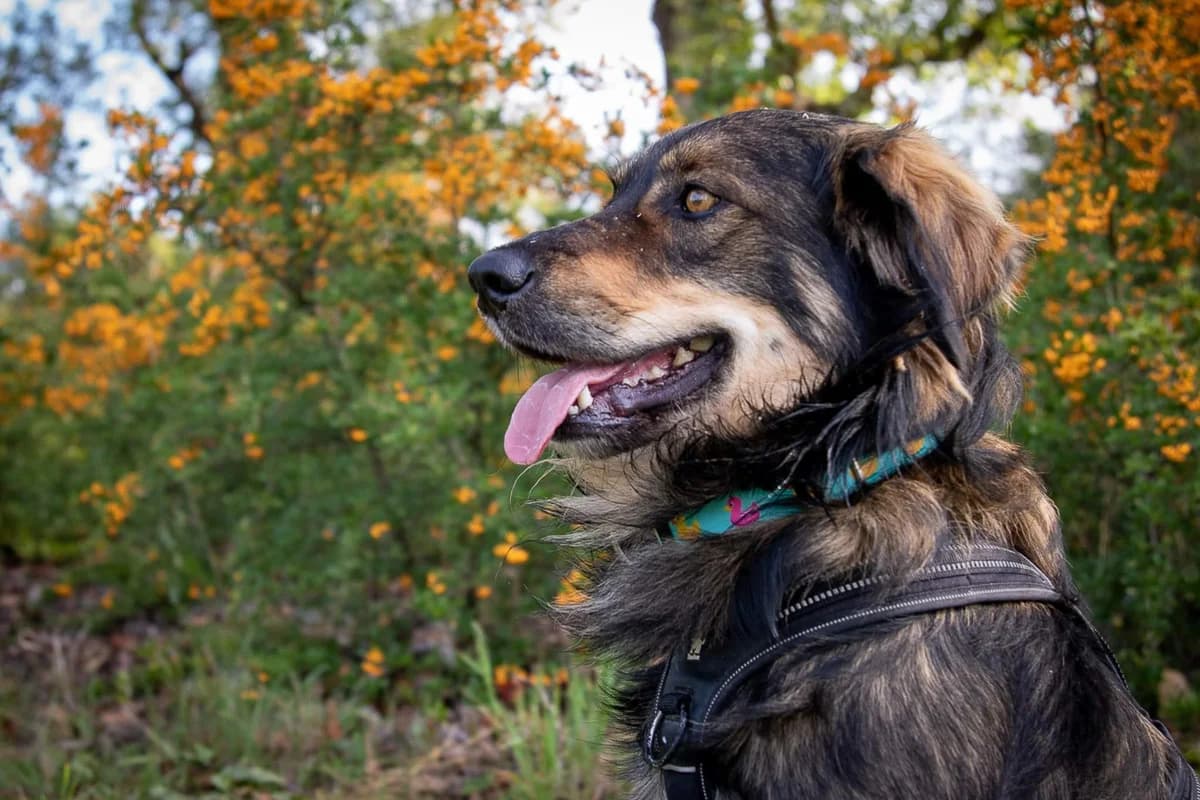 FILIP, male 6yo Mixed Breed for adoption at Stalowowolskie Stowarzyszenie Opieki nad Zwierzętami