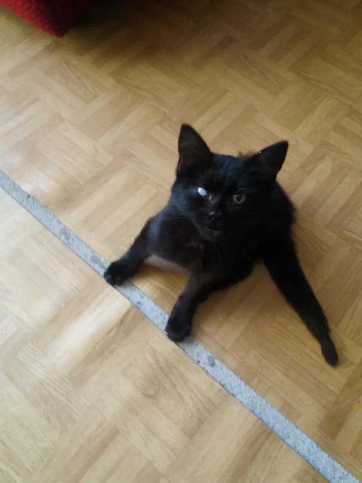 Agatka, Mixed Breed Cat for adoption at Fundacja Psie Nadzieje