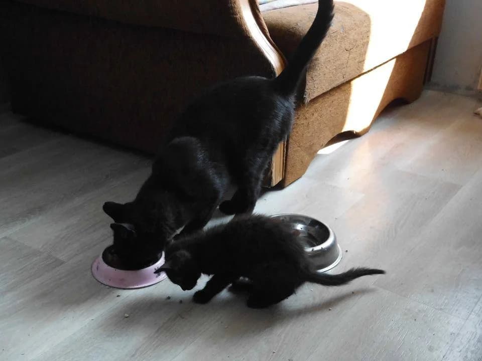 Hania vel Tosia, Mixed Breed Cat for adoption at Fundacja Psie Nadzieje