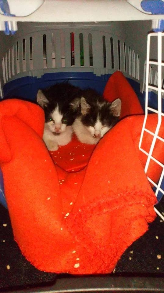 Maluchy spod hotelu, Mixed Breed Cat for adoption at Fundacja Psie Nadzieje