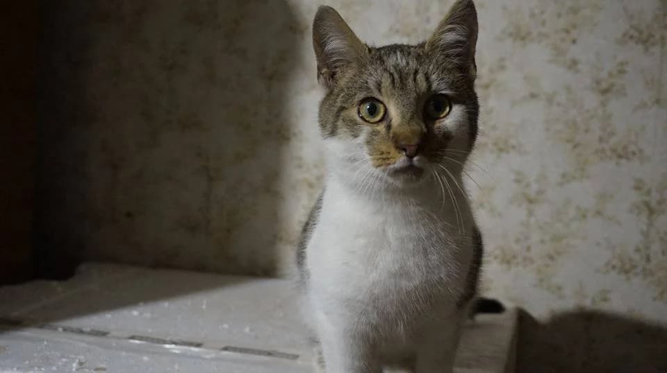 Miłek – kaskader, Mixed Breed Cat for adoption at Fundacja Psie Nadzieje