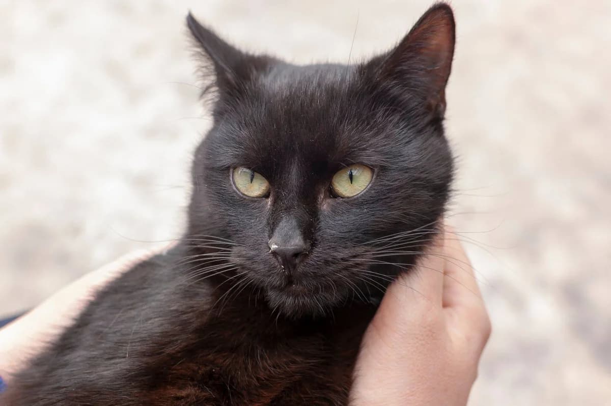 Romeo, Mixed Breed Cat for adoption at Fundacja Psie Nadzieje