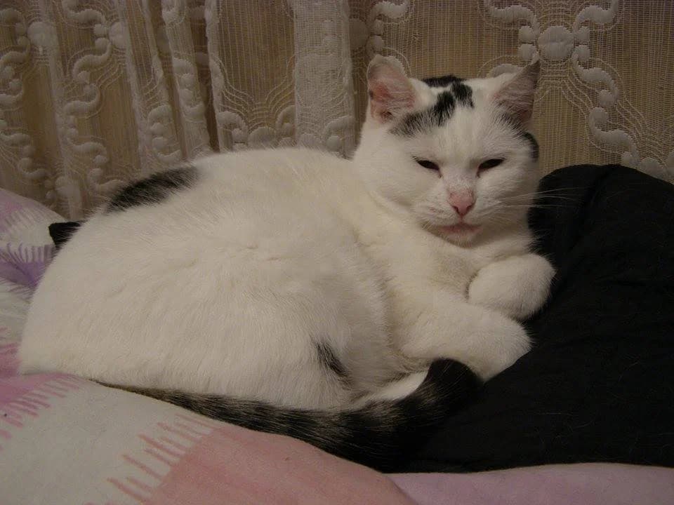 Śnieżka, Mixed Breed Cat for adoption at Fundacja Psie Nadzieje
