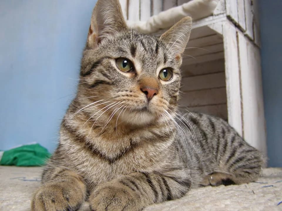 Tygrys, Mixed Breed Cat for adoption at Fundacja Psie Nadzieje