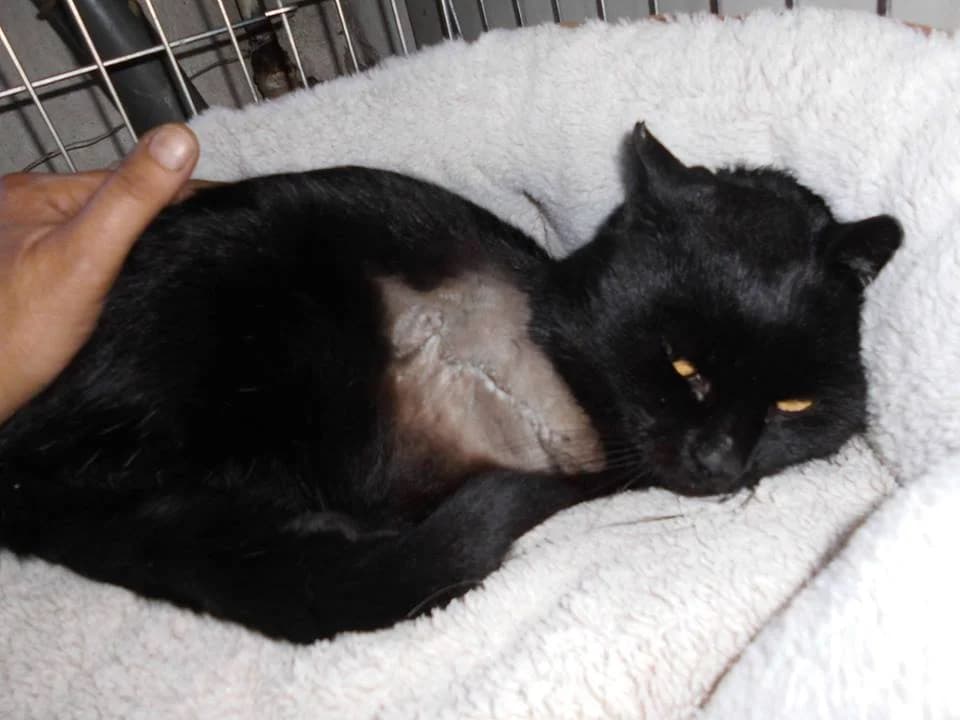 Węgielek bez łapki, senior Mixed Breed Cat for adoption at Fundacja Psie Nadzieje