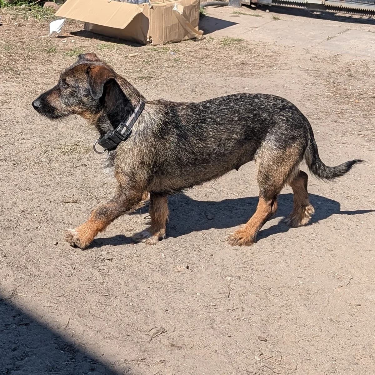 Bunia – smutne oczy, dobre serduszko, 5yo mixed breed for adoption at Fundacja Psi Grosz Warszawa