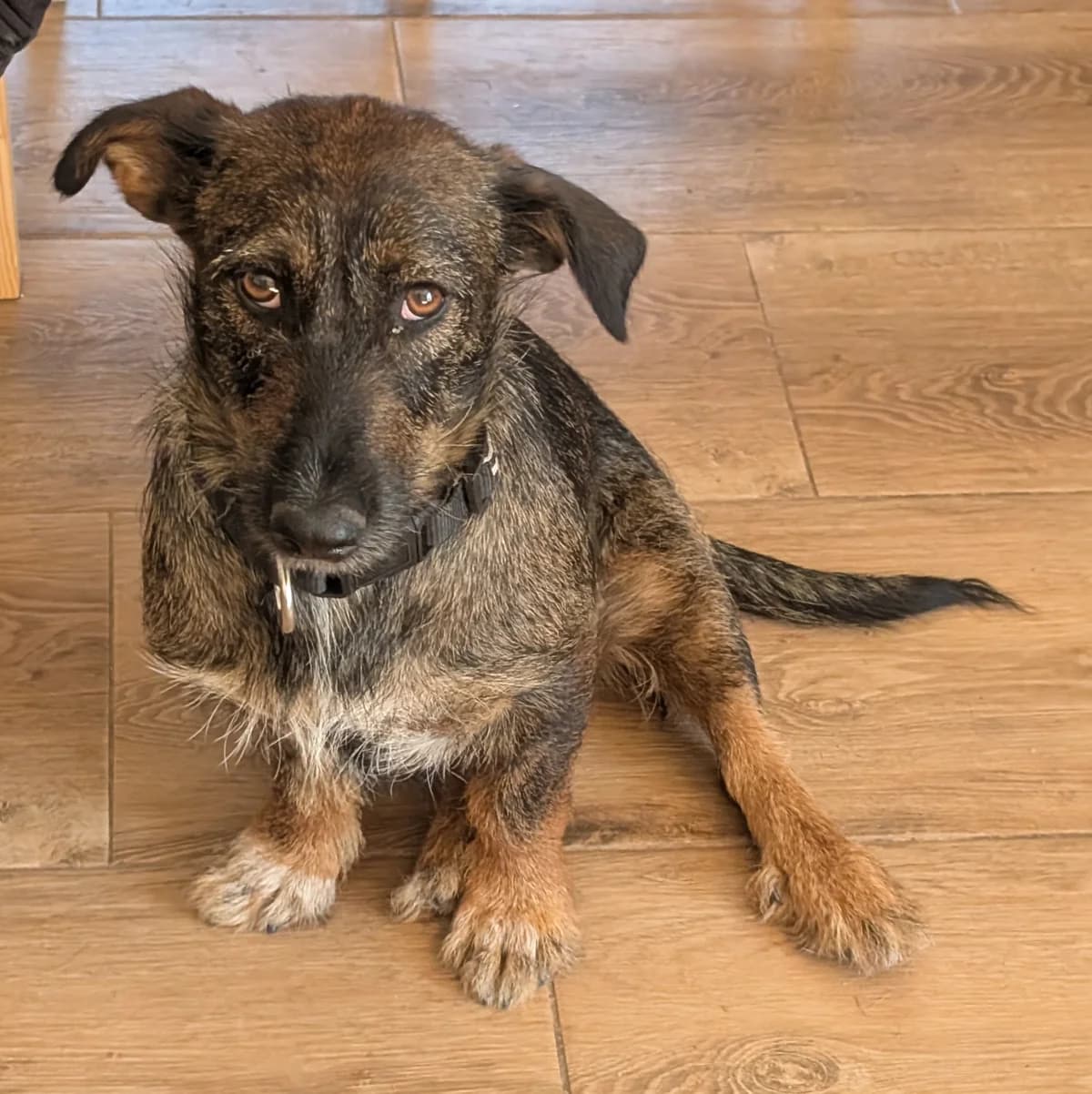 Bunia, mixed breed for adoption at Fundacja Psi Grosz, Warszawa
