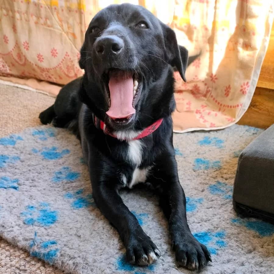 Czips- czeka na dom, male mixed breed for adoption at Fundacja Psi Grosz, Warszawa
