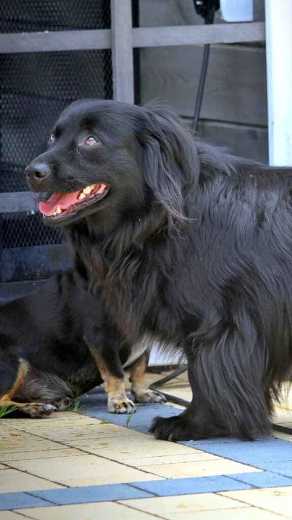 Mamba- przepiękna młoda dama, mixed breed for adoption at Fundacja Psi Grosz, Warszawa