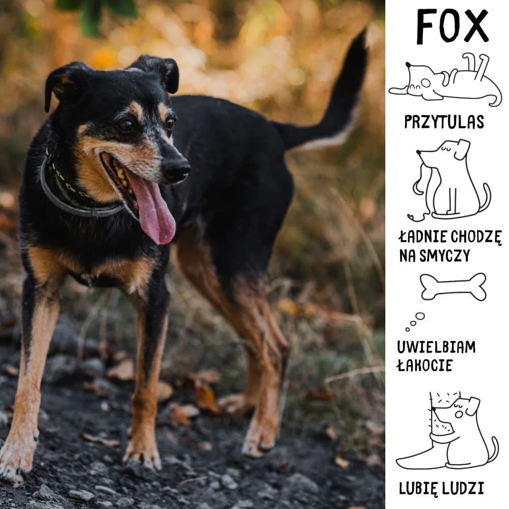 Fox, senior Mixed Breed for adoption at Schronisko Zabrze, Zabrze