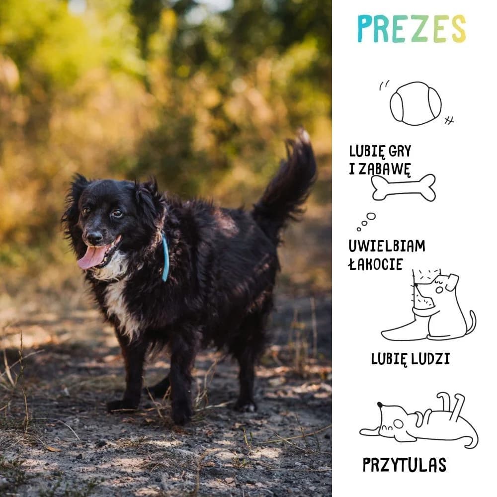 Prezes, Mixed Breed for adoption at Schronisko Zabrze, Zabrze