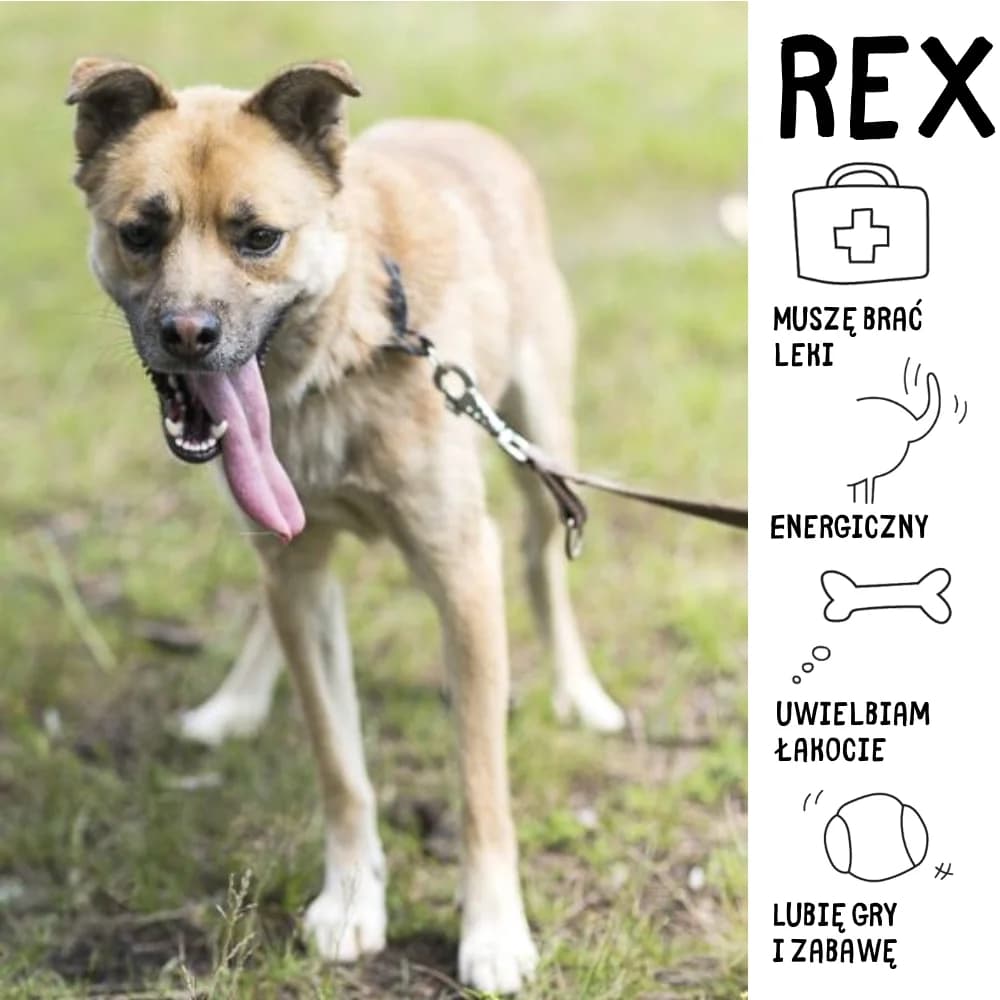 Rex, Mixed Breed for adoption at Schronisko Zabrze, Zabrze