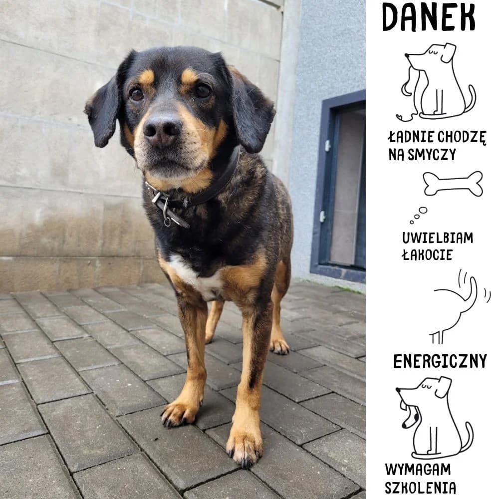 Danek, Mixed Breed for adoption at Schronisko Zabrze, Zabrze