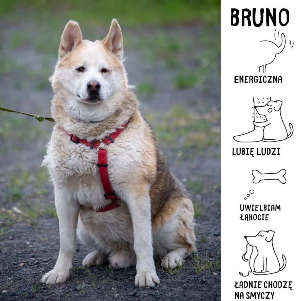 Bruno, male Mixed Breed for adoption at Schronisko Zabrze, Zabrze