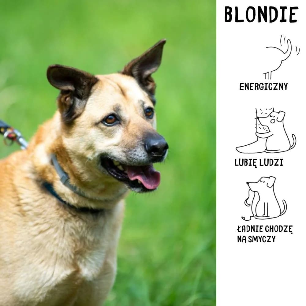 Blondie, female Mixed Breed for adoption at Schronisko Zabrze, Zabrze