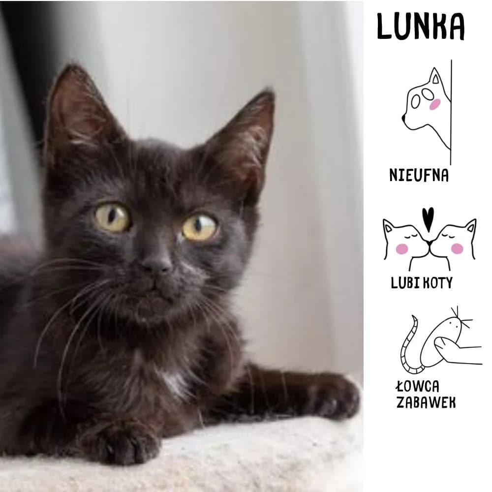 Lunka, female Mixed Breed for adoption at Schronisko Zabrze, Zabrze