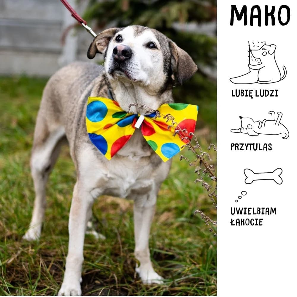 Mako, Mixed Breed for adoption at Schronisko Zabrze, Zabrze