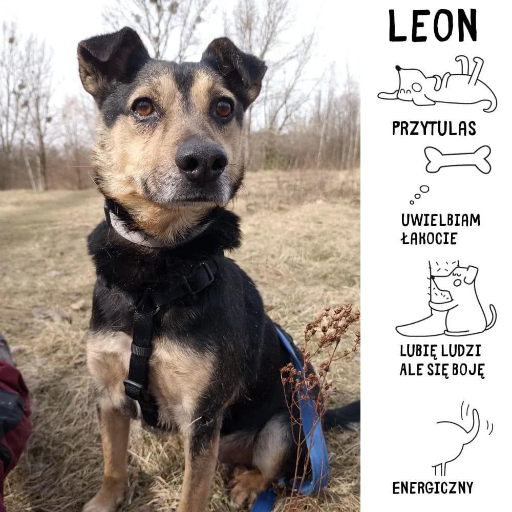 Leon, female Mixed Breed for adoption at Schronisko Zabrze, Zabrze