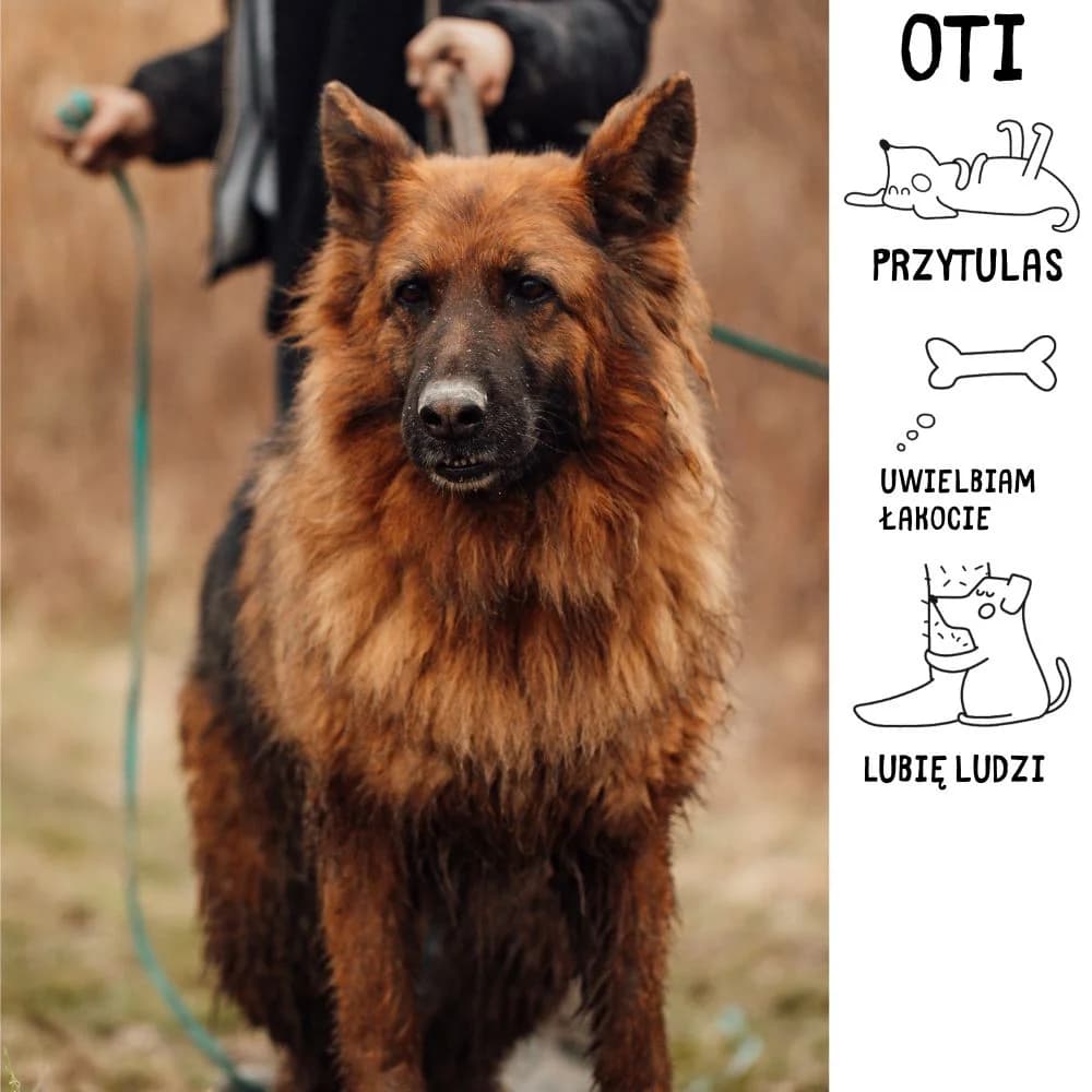 Oti, female Mixed Breed for adoption at Schronisko Zabrze, Zabrze