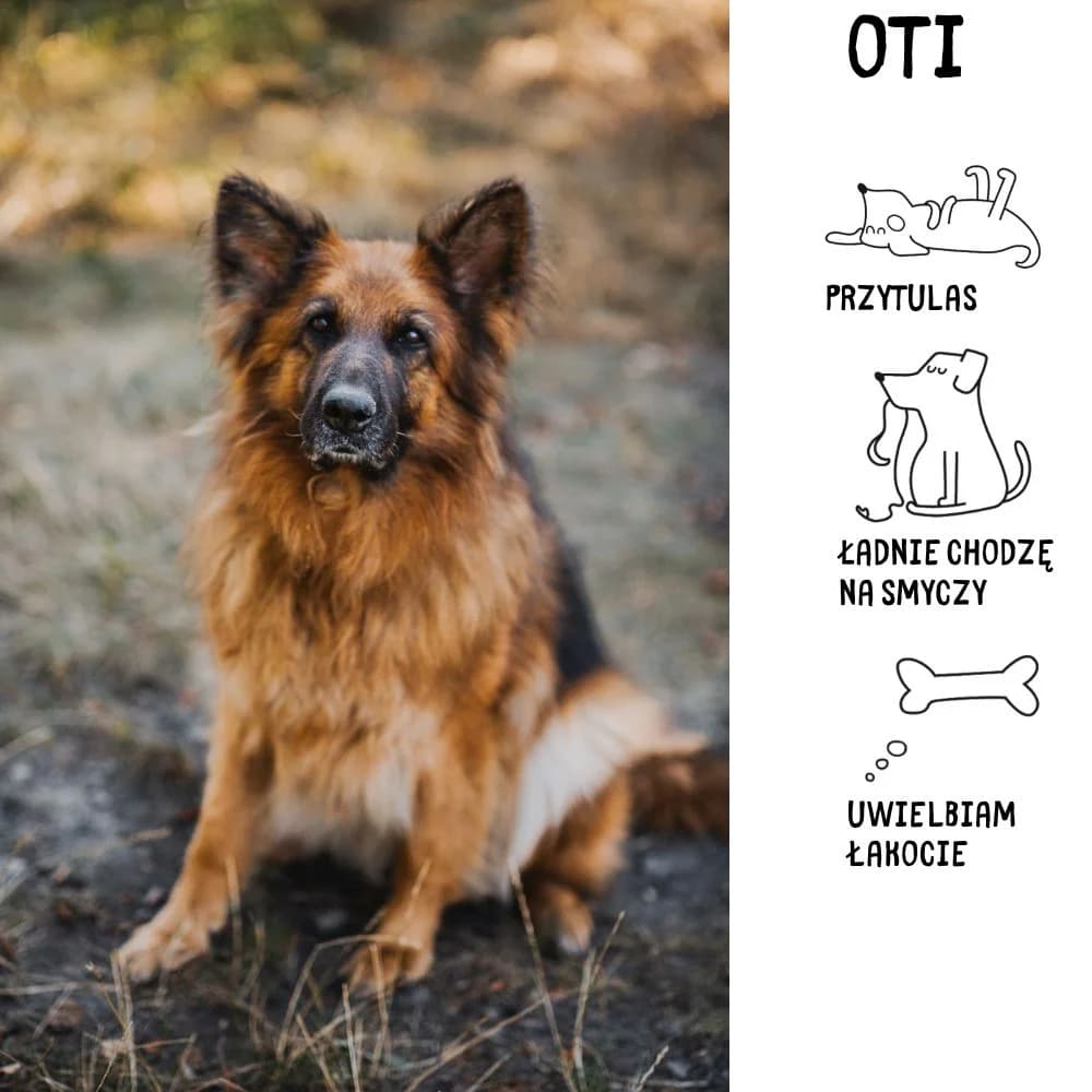 Oti, female Mixed Breed for adoption at Schronisko Zabrze, Zabrze