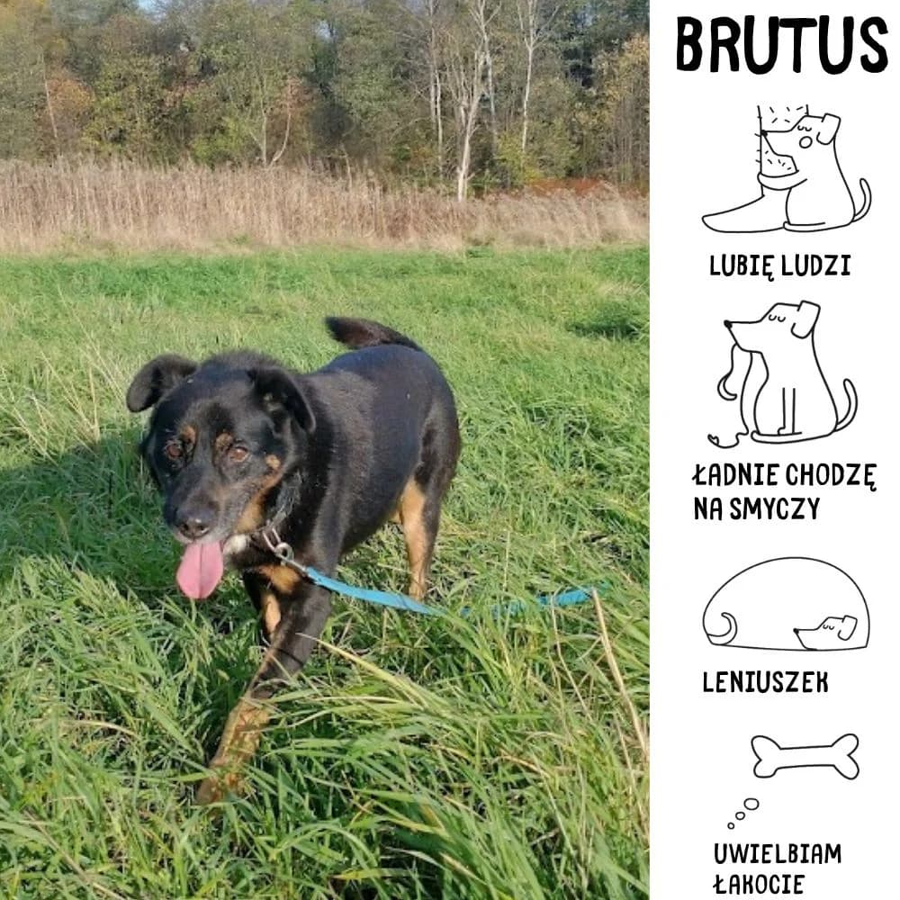Brutus, Mixed Breed for adoption at Schronisko Zabrze, Zabrze