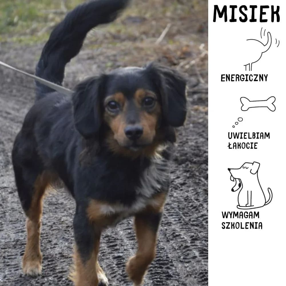 Misiek, male Mixed Breed for adoption at Schronisko Zabrze, Zabrze