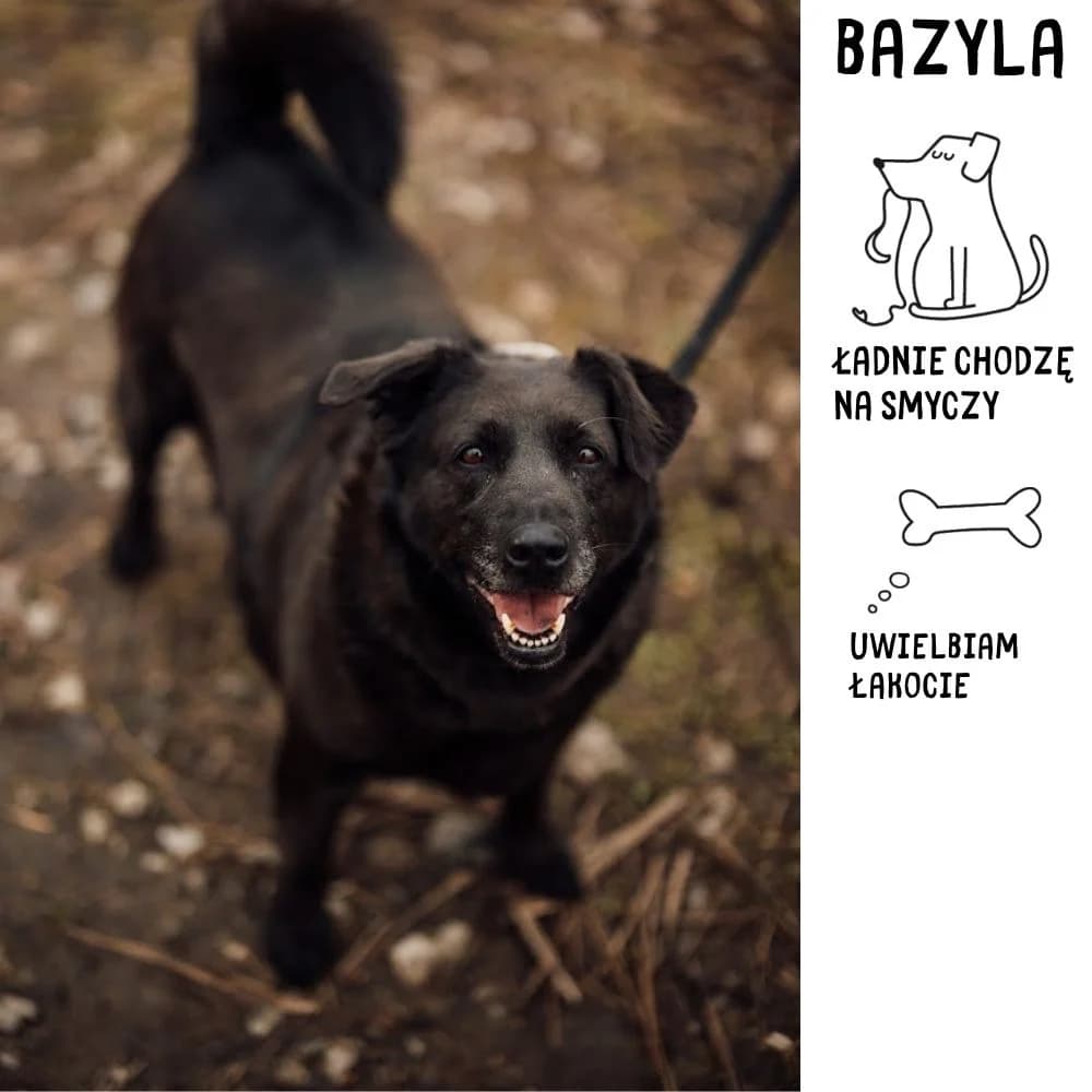 Bazyla, female Mixed Breed for adoption at Schronisko Zabrze, Zabrze