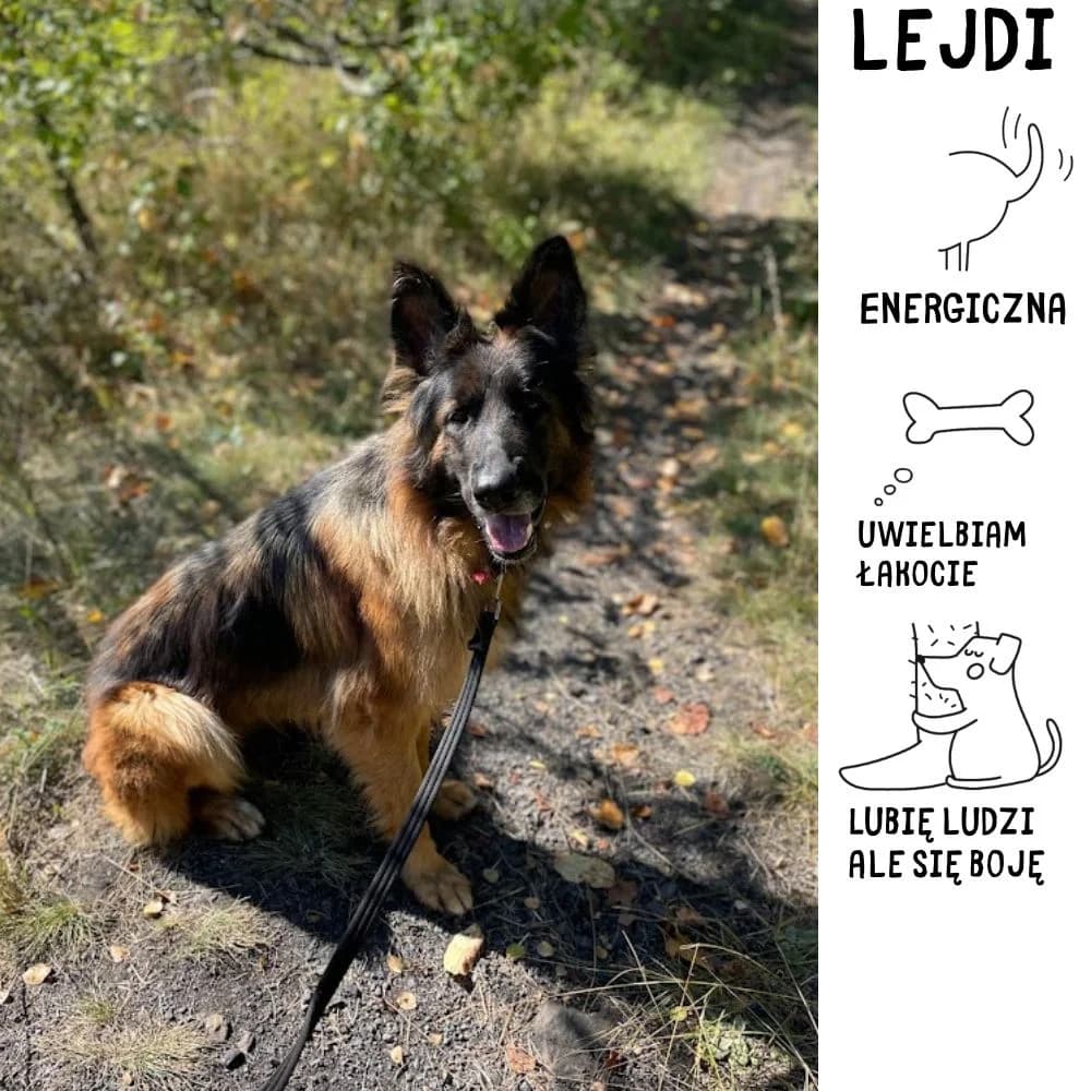 Lejdi, female Mixed Breed for adoption at Schronisko Zabrze, Zabrze