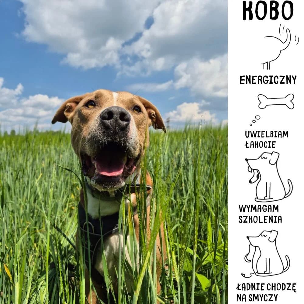 Kobo, male Mixed Breed for adoption at Schronisko Zabrze, Zabrze