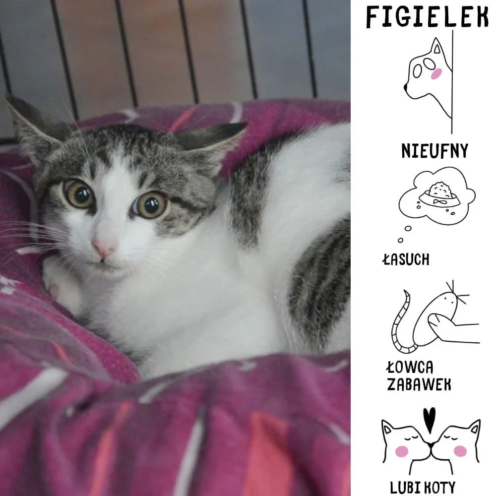 Figielek, Mixed Breed for adoption at Schronisko Zabrze, Zabrze