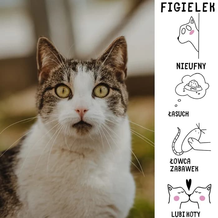 Figielek, Mixed Breed for adoption at Schronisko Zabrze, Zabrze